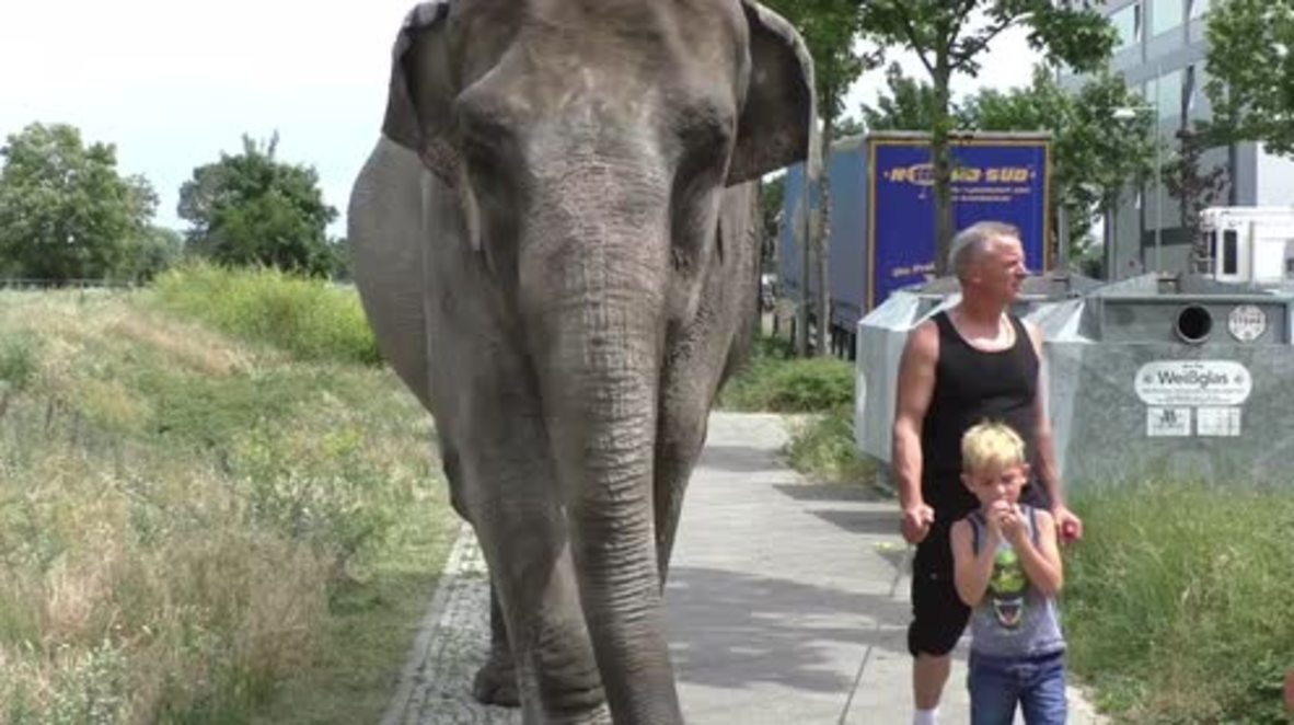 Germany: 4.5-tonne Maja the elephant takes stroll on streets of Berlin