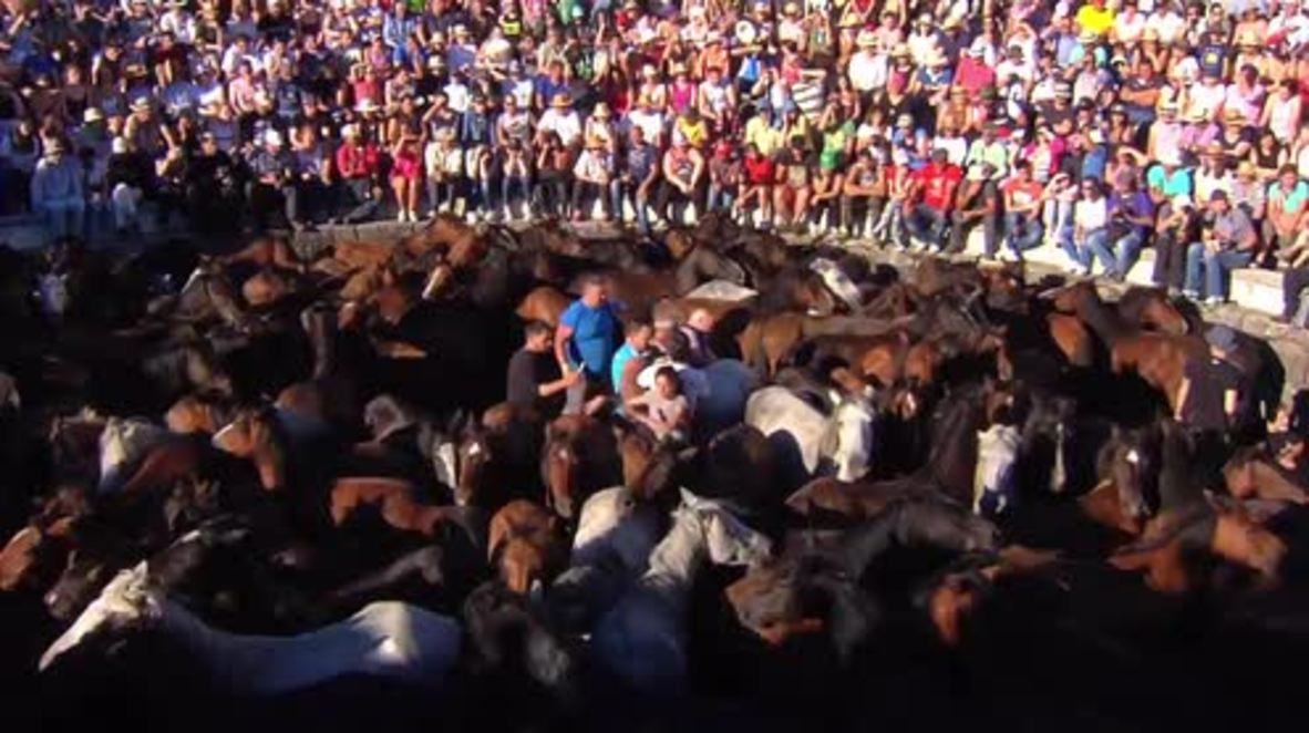 Spain: Watch participants wrestle with wild horses in the ‘'Rapa das Bestas’ festival