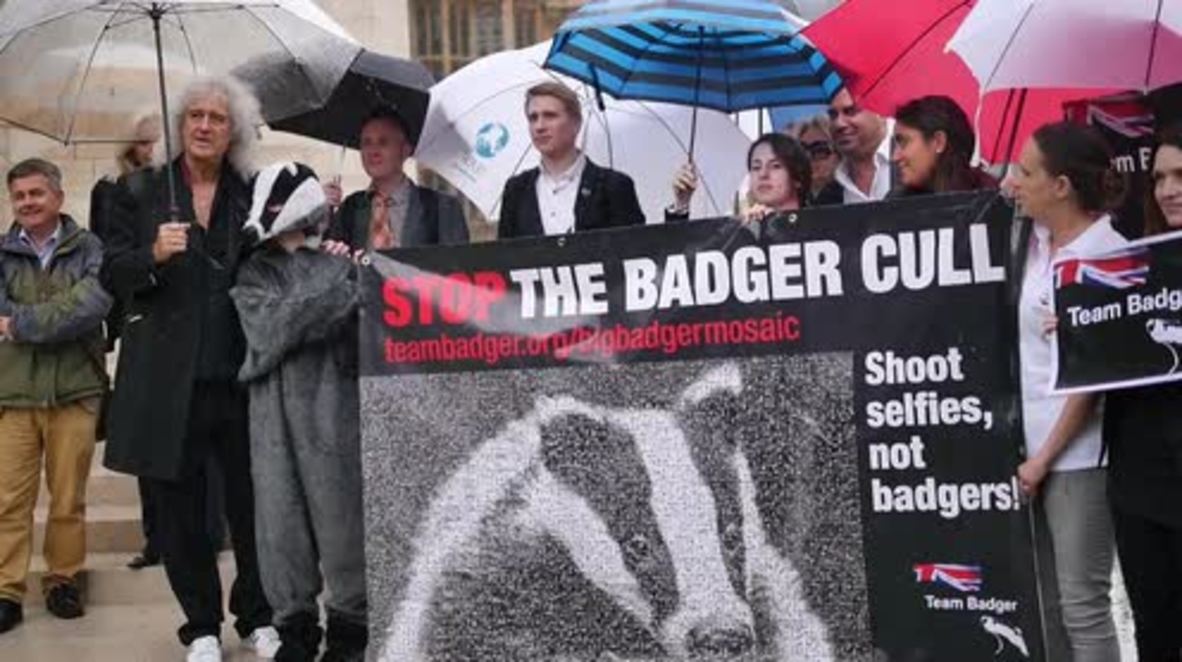 UK: Brian May unveils badger mosaic made of selfies in anti-cull demo