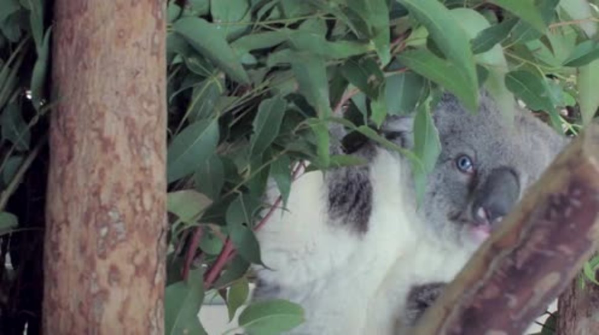 Australia: Face oddity! Get lost in Bowie the KOALA's multi-coloured gaze