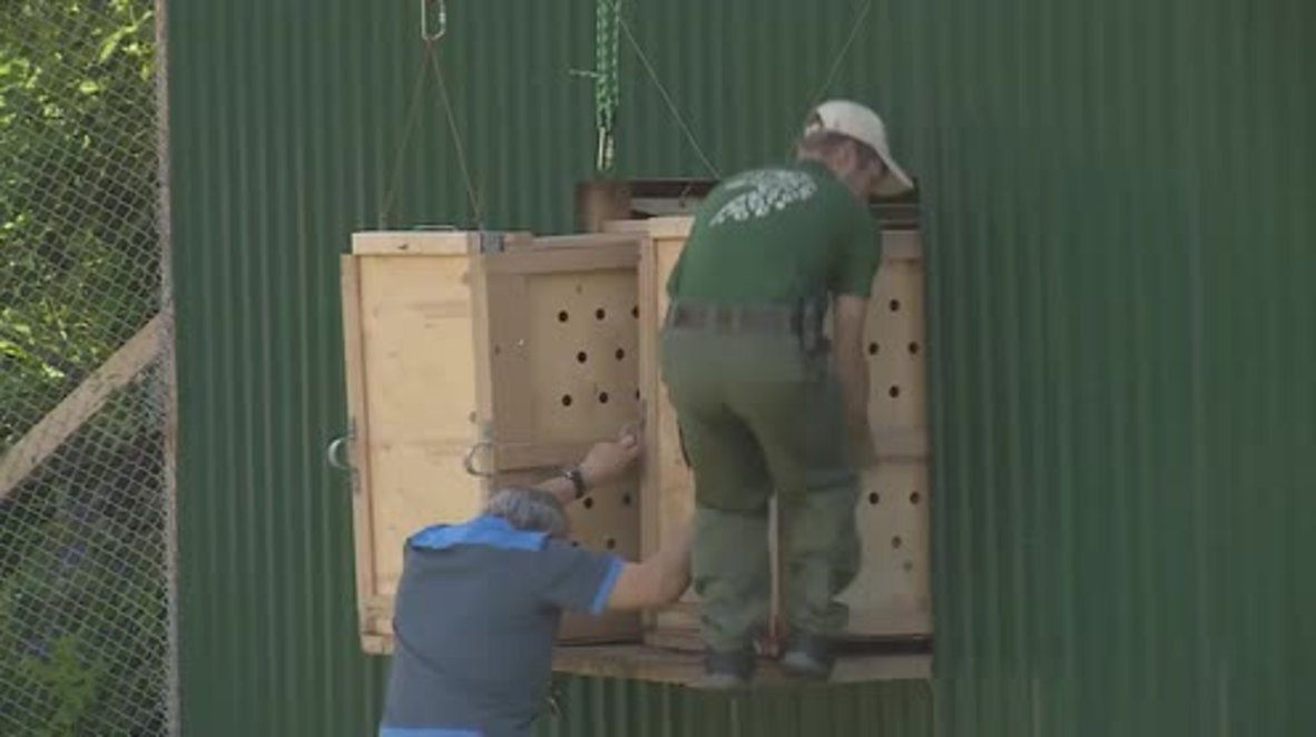 Russia: Central Asian leopards released back into the wild