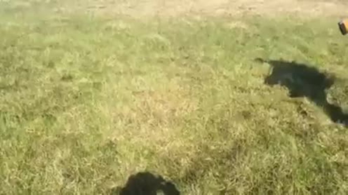 Russia: It moves! Grass bizarrely bubbles in Siberia
