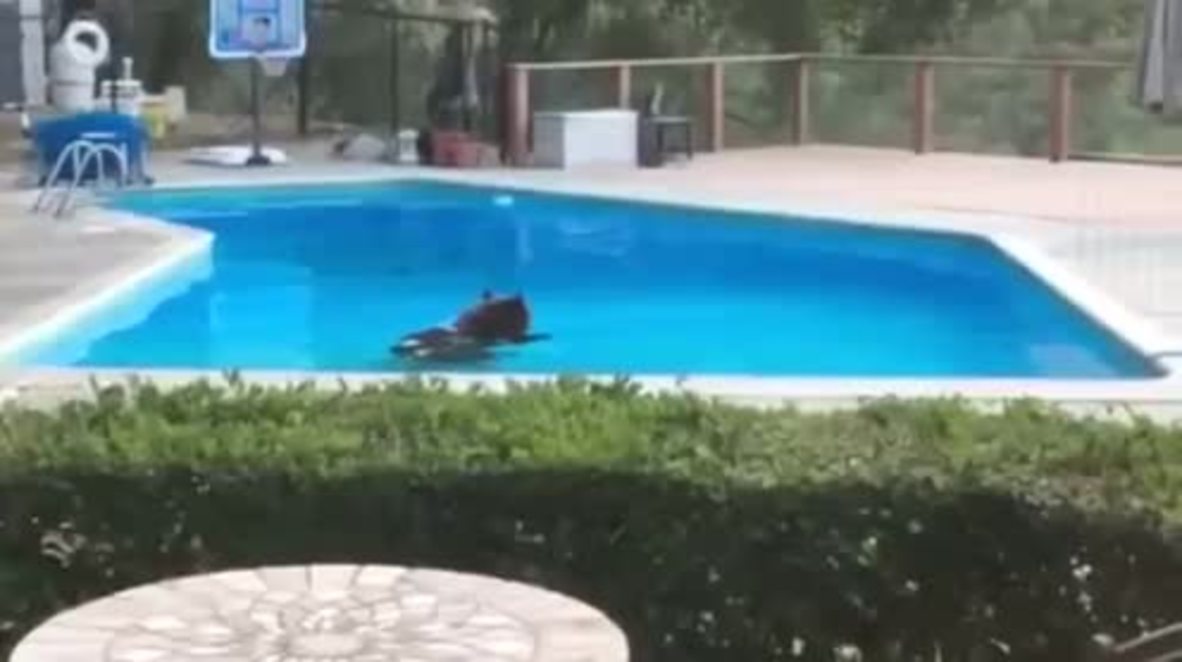 USA: Bare necessities! Bear invades residential pool for summer swim