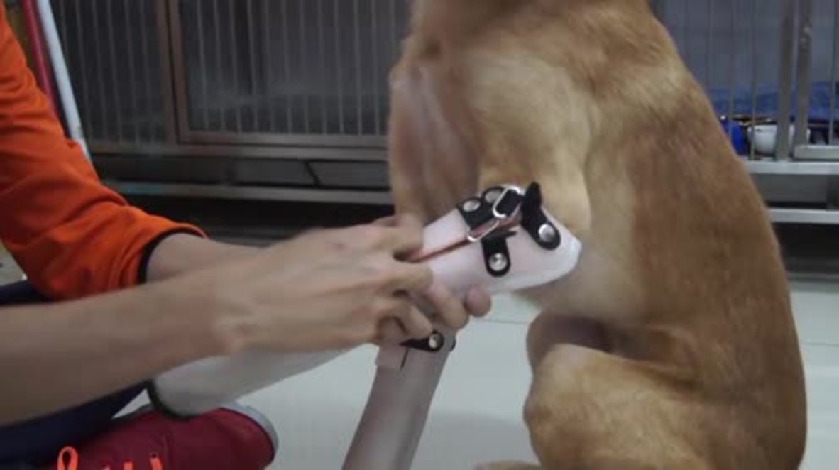 Thailand: Legless dog gets new leash of life with prosthetic pair