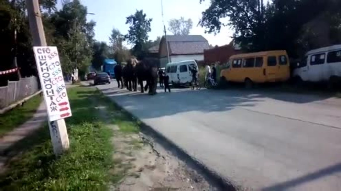 Russia: Three elephants walk around Zlatoust as circus comes to town