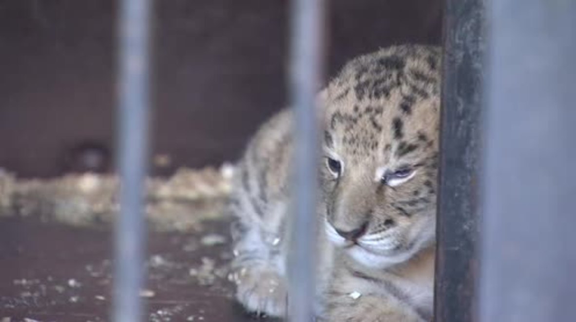 Russia: Meet TIGON! First lioness and tiger cross-breed cub born in Russia