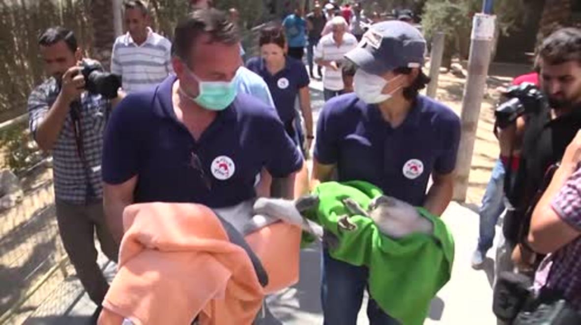 State of Palestine: Rescuers save remaining animals from 'world's worst zoo' in Gaza