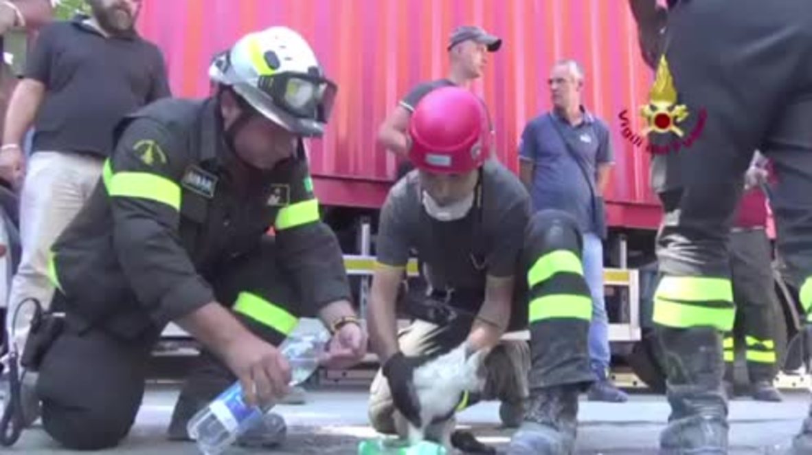 Italy: Kitten rescued alive after six days hidden in Amatrice rubble