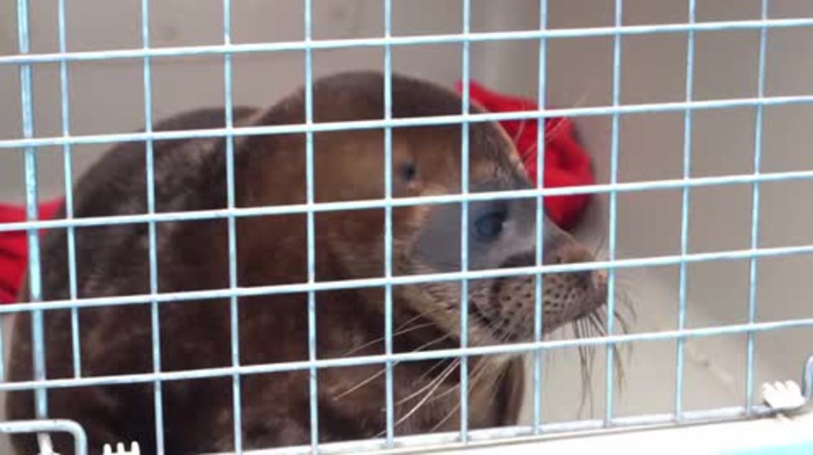 Russia: Tiny seal refuses to return to the wild at Lake Ladoga