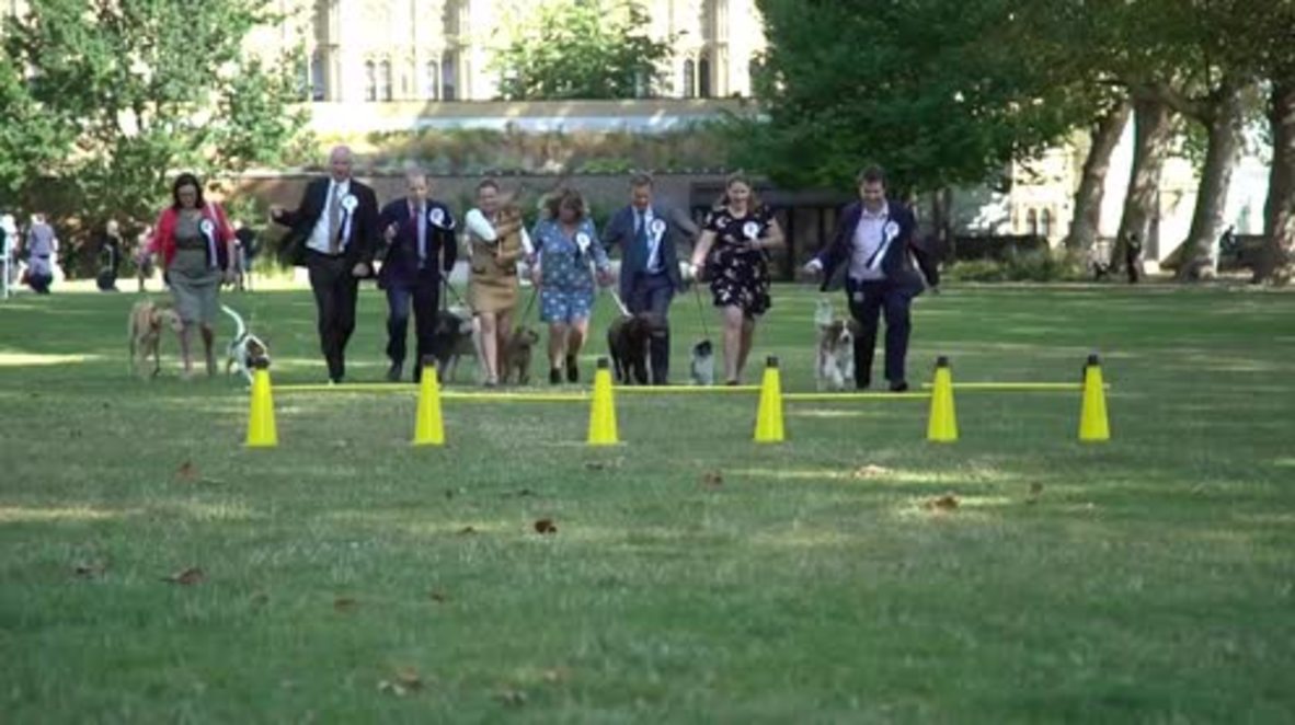 UK: Victory for Labour-doodle in Westminster 'Dog of the Year' competition
