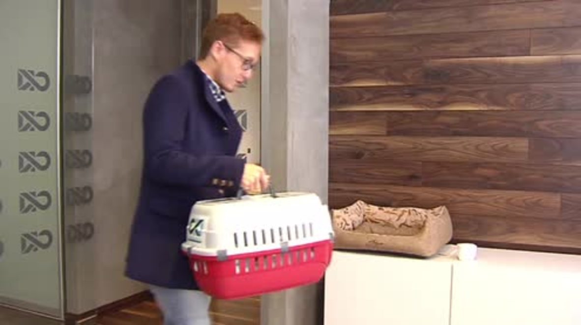 Russia: Meet Barsik the cat – the latest employee of a Perm construction company