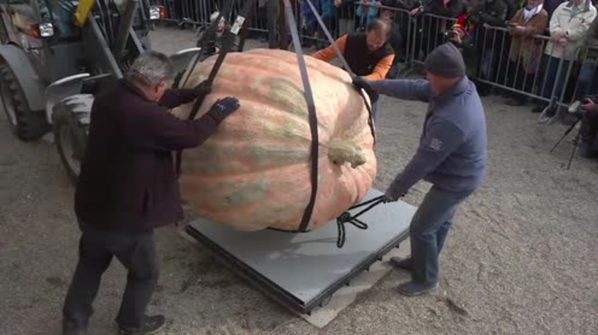 Germany: Belgian grower and his 1,190 kg pumpkin set new world record