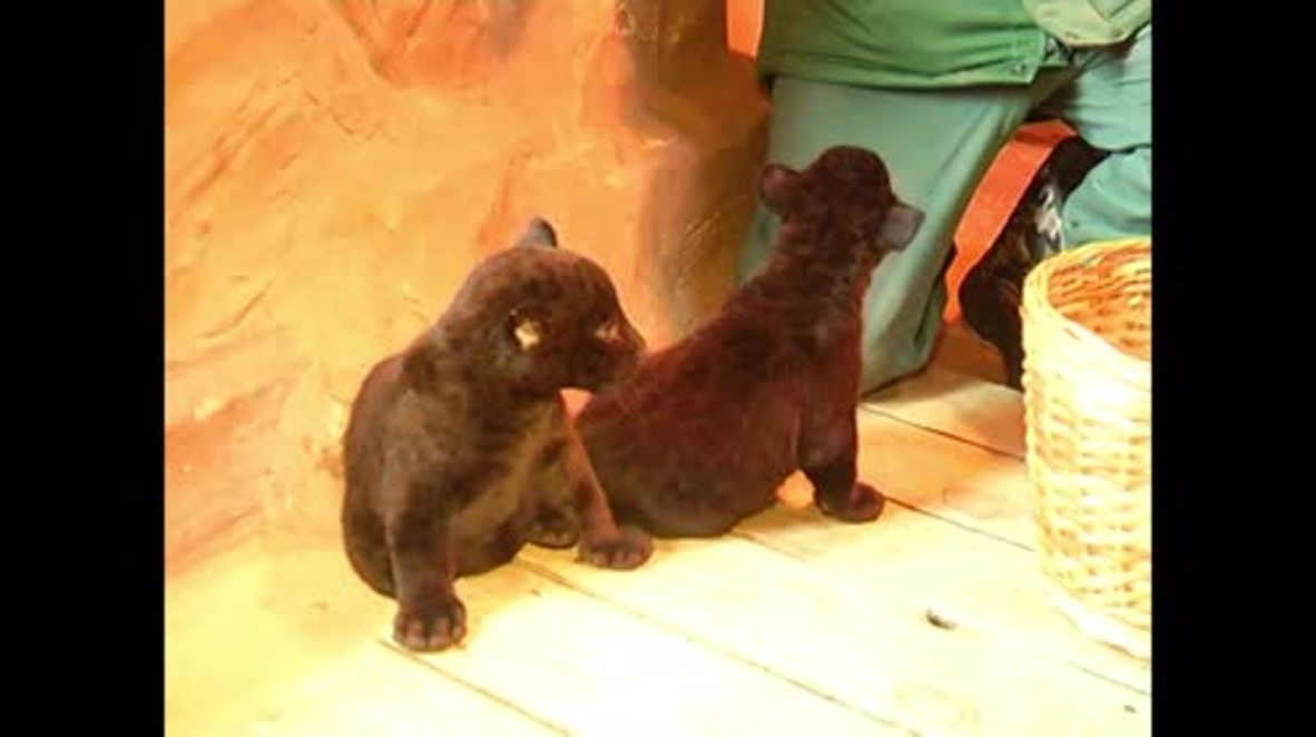 Russia: Rare twin jaguar kittens make debut at Nizhniy Novgorod zoo