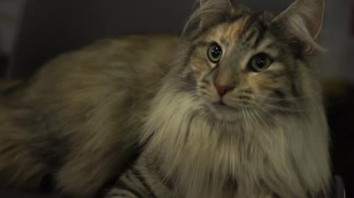 Austria: The world’s purr-tiest cats face off in Vienna competition