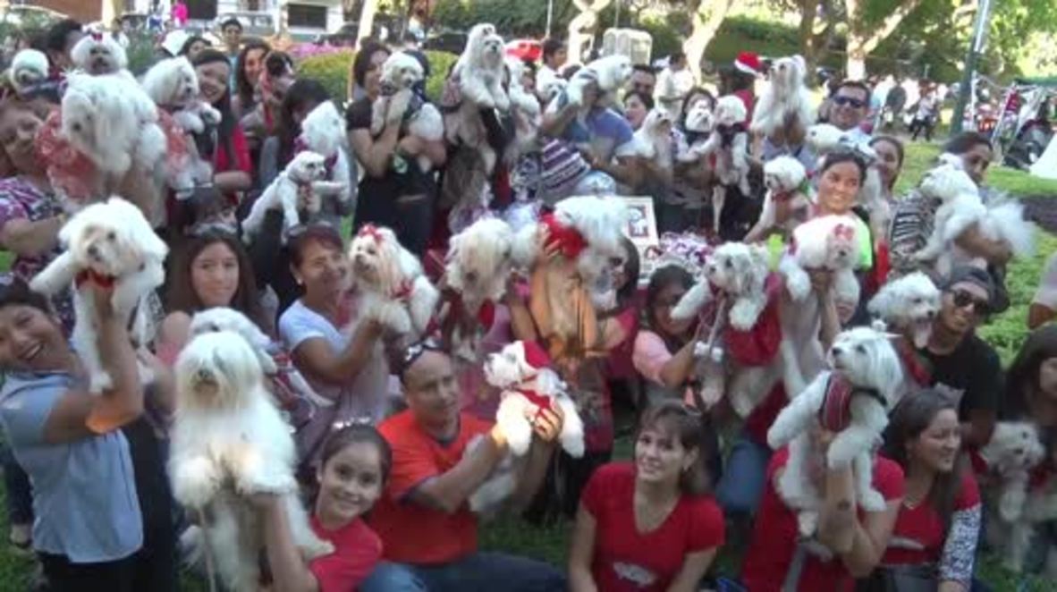 Peru: Happy howlidays! Festive pet parade hits Lima