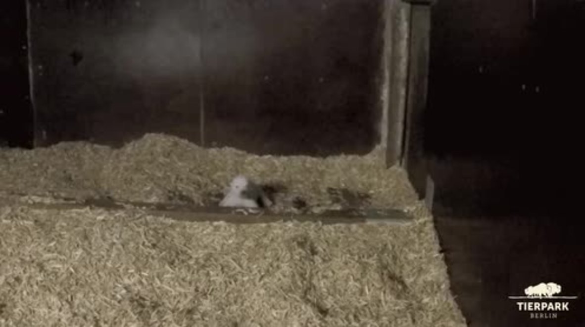 Germany: Polar bear cub tries to take his first steps as mum watches on