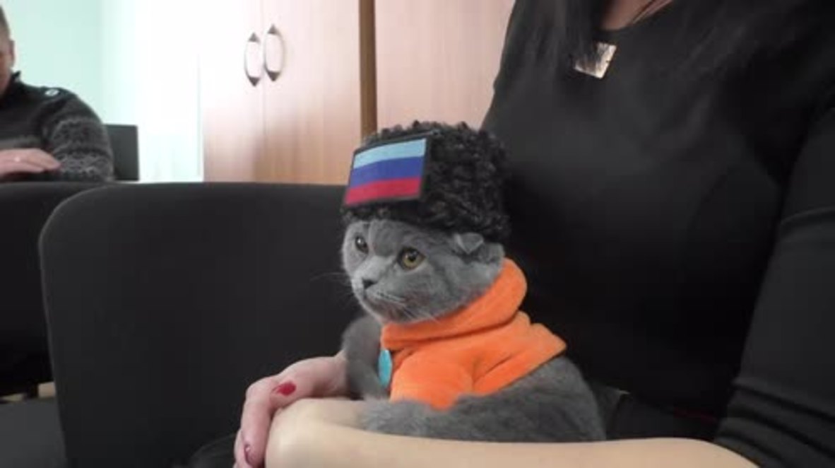 Ukraine: Cat wearing fancy outfit wins patriotism award