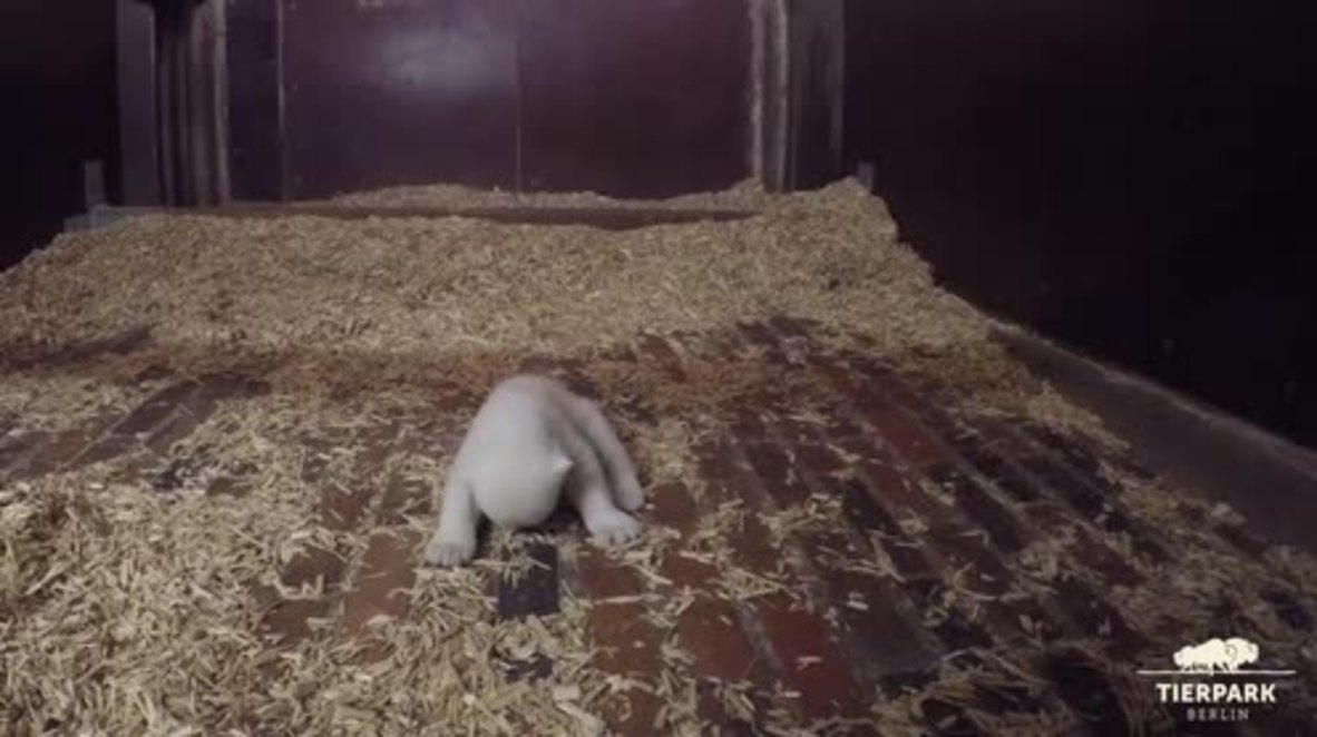 Germany: Polar bear mother and cub are keeping warm for the winter