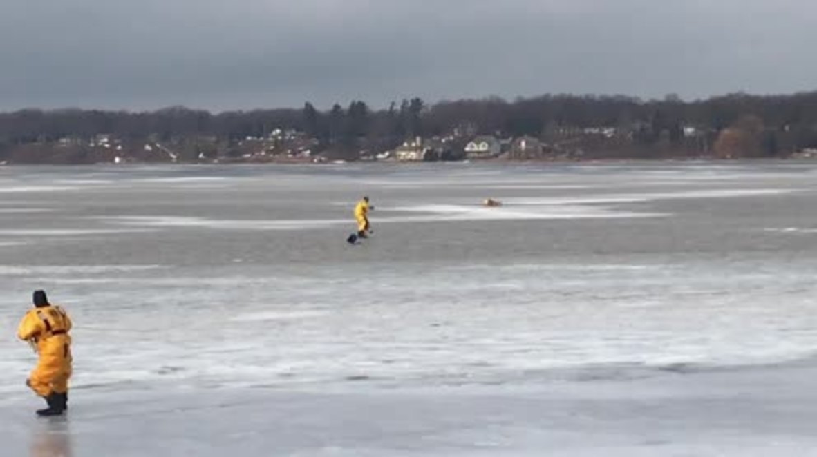 USA: Labrador saved from drowning in frozen lake