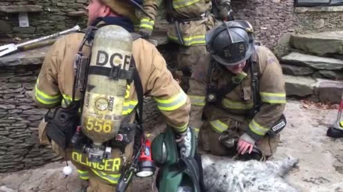 USA: Mouth to mut - DC firefighters resuscitates dog retrieved from burning house