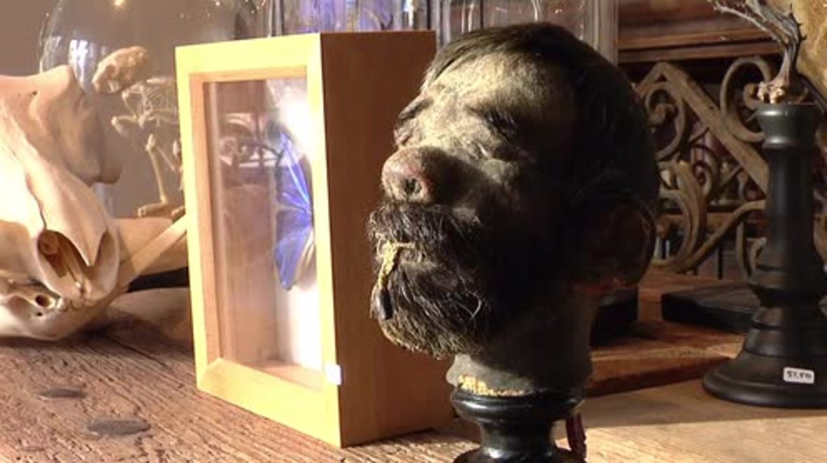 Netherlands: Shrunken human head could be yours for under €50,000!