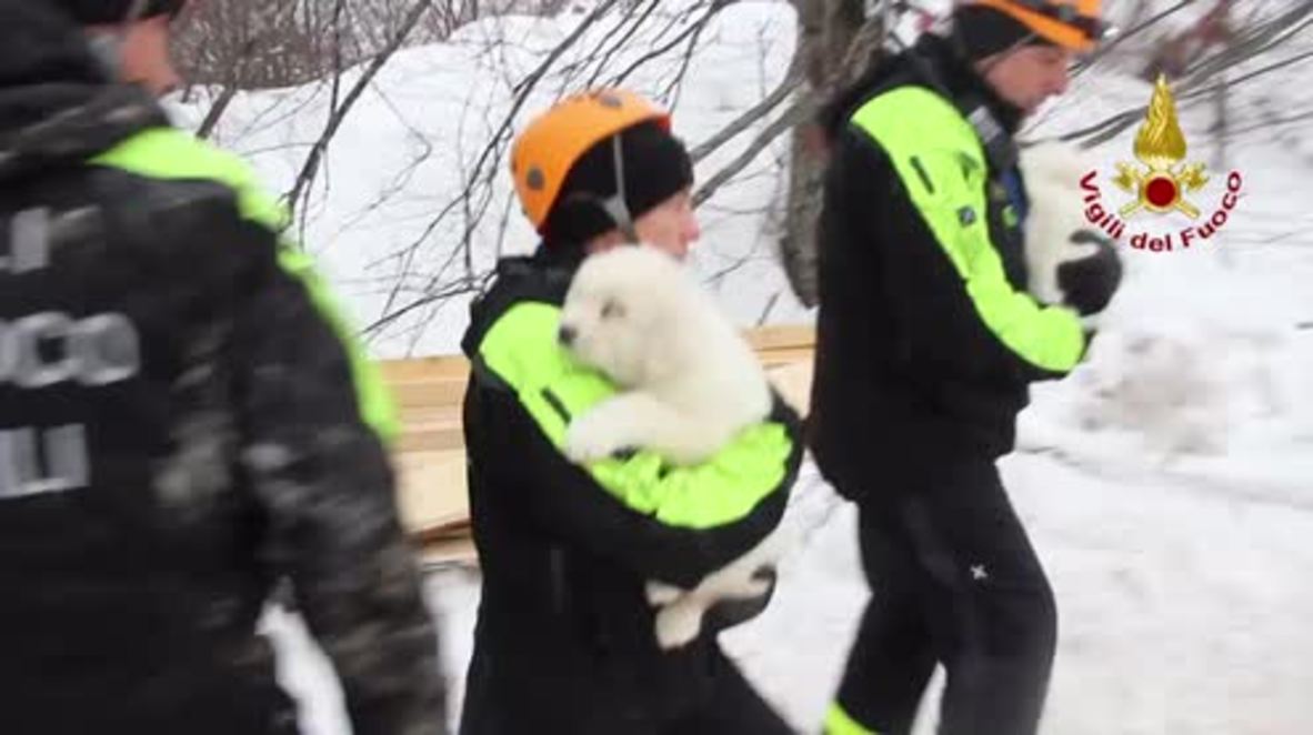 Italy: Three puppies rescued from rubble of avalanche-hit hotel