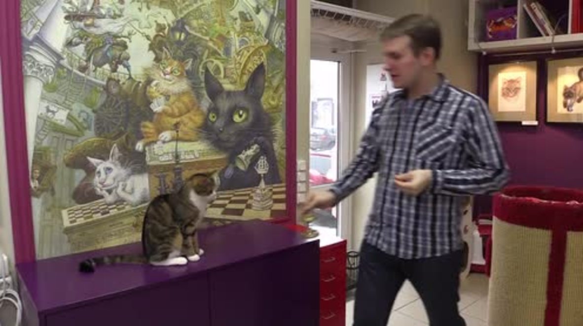 Russia: Maru the mathematical cat crunches numbers in St. Petersburg