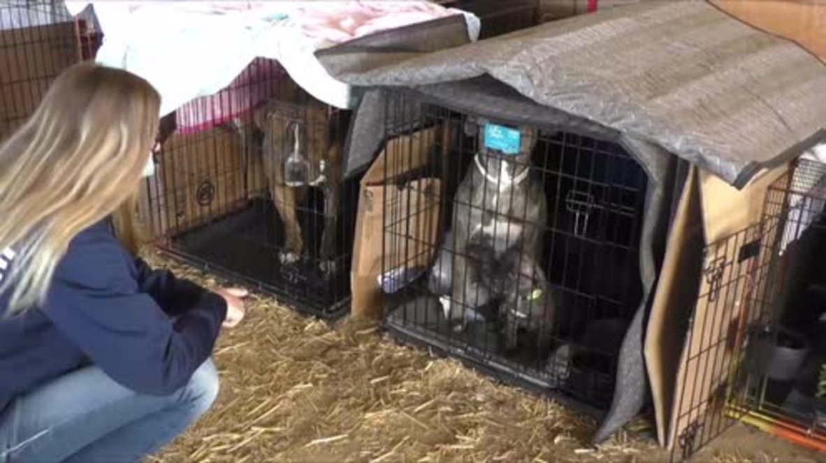 USA: Oroville's evacuated pets housed at disaster rescue shelter