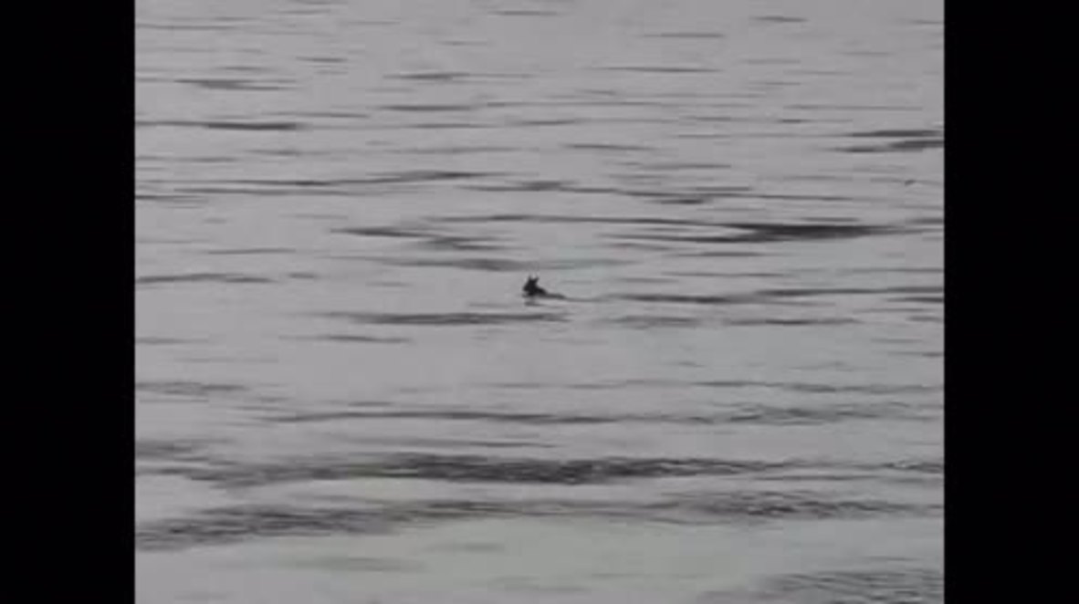 Russia: Drowning moose babies saved by rescue team, returned to mama-moose
