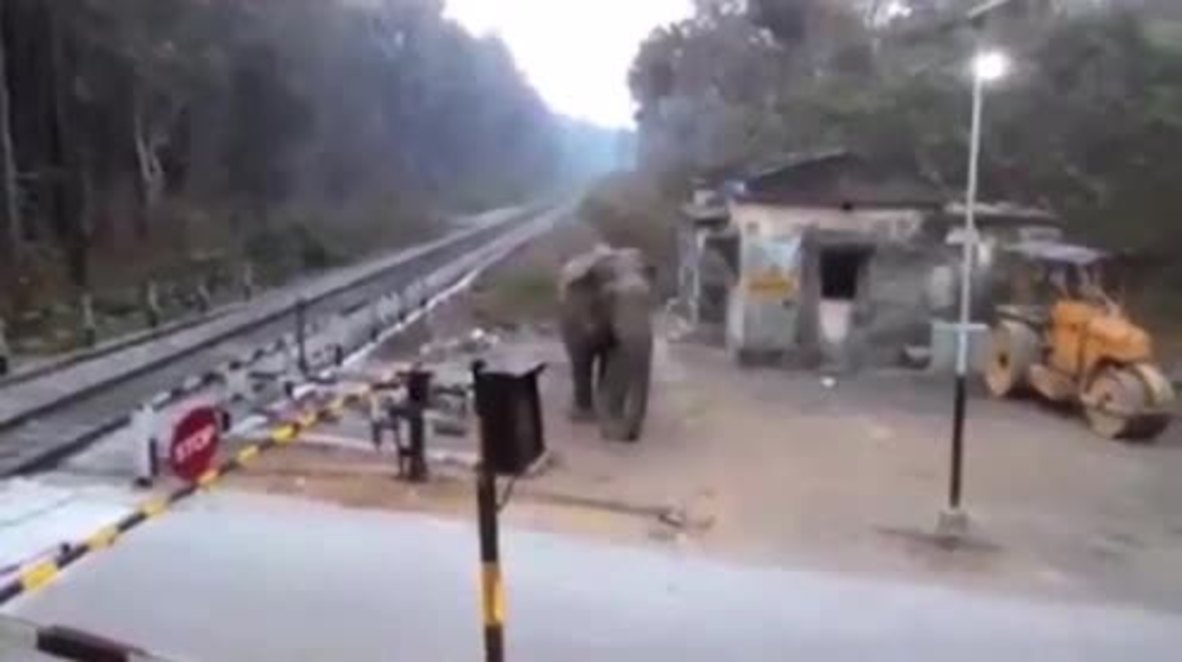 India: Elephant tramples barriers to cross train track in West Bengal