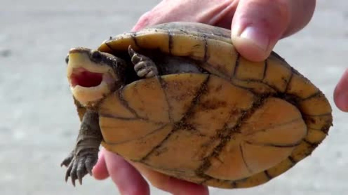 Mexico: Tabasco residents chow down on endangered turtles for lent
