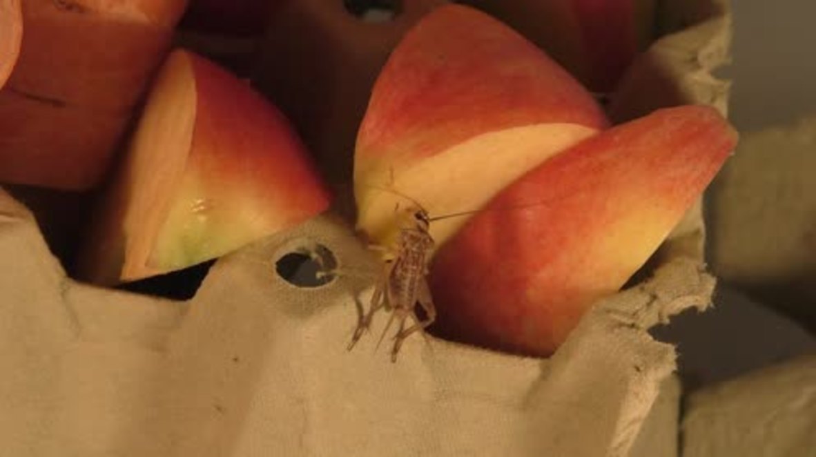 Denmark: Danish entrepreneurs launch insect-based juice drink in Copenhagen