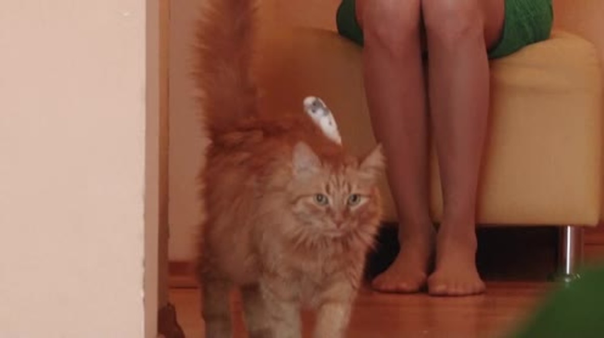 Russia: Cat and bird become best friends easing years of interspecies tension