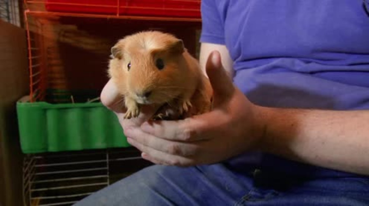 Russia: Meet Donald Trump's guinea pig lookalike