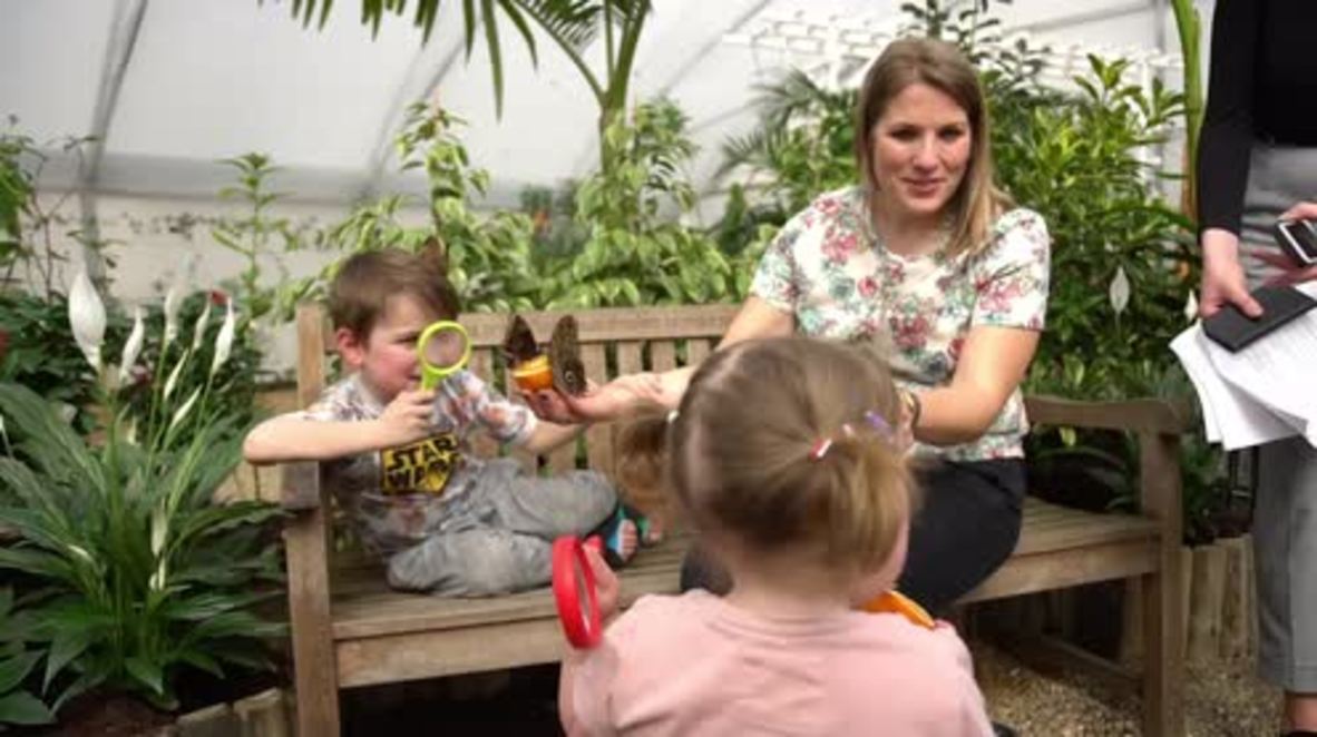UK: Hundreds of tropical butterflies released in Natural History Museum