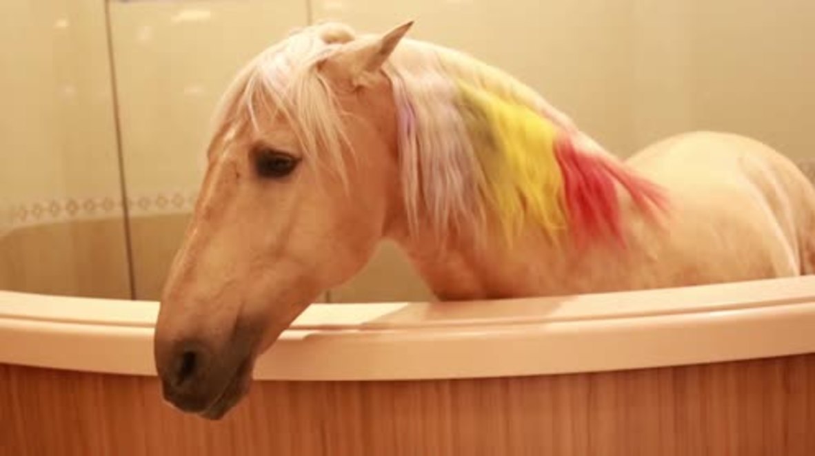 China: Horses and zebras sitting pretty at luxurious equine museum