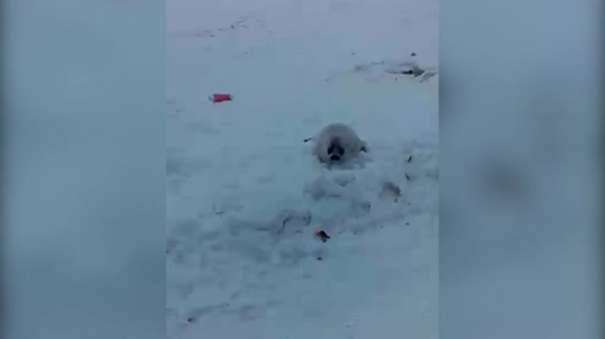 Russia: Family rescue adorable seal pup from roadside in Arkhangelsk