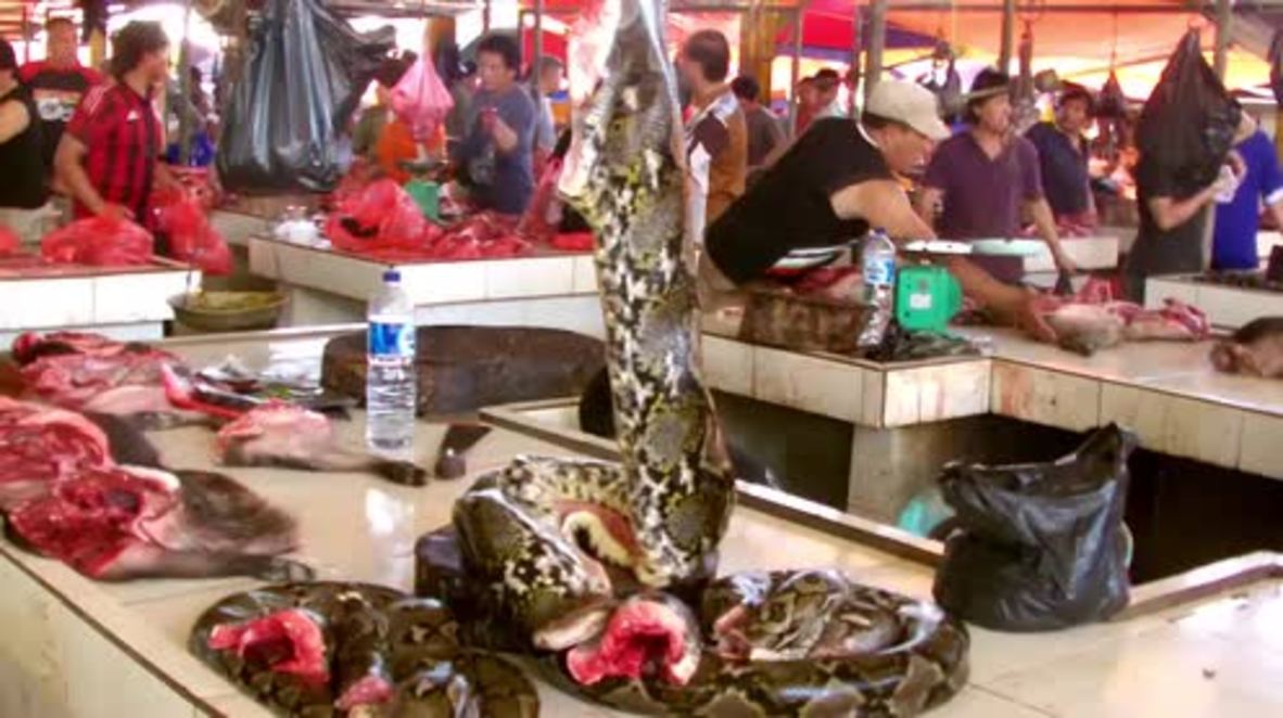 Indonesia: Roasted bats, skewered rats and sliced snakes - Is this the world's most extreme market? *GRAPHIC*