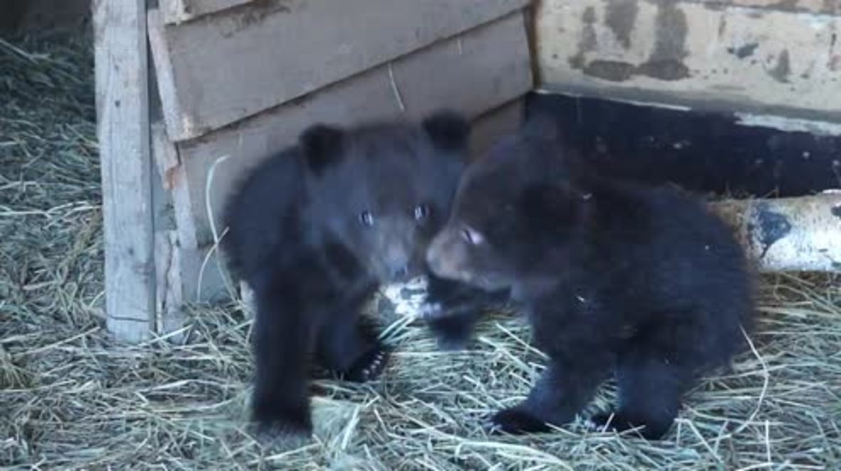 Russia: Four orphaned bear cubs rescued by stables in Kozyulski