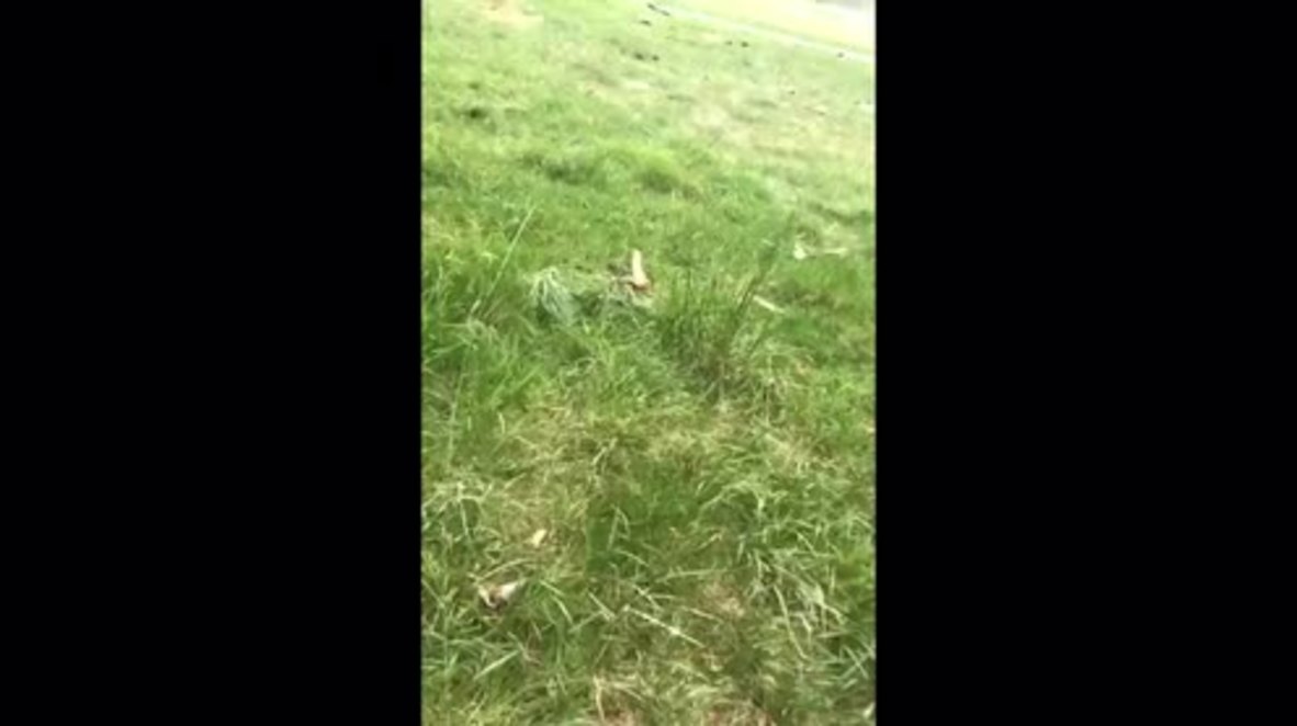 USA: 1 dead after Black Hawk helicopter crashes into golf course