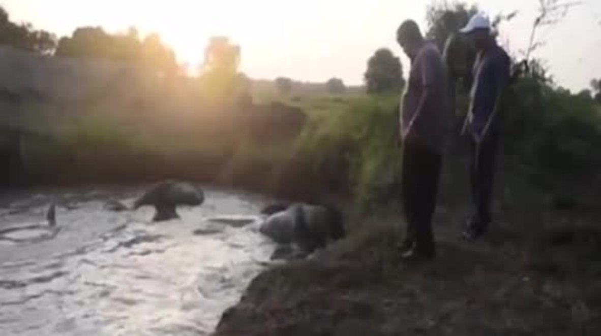 Sri Lanka: Four elephants rescued after falling into well in Omanthai