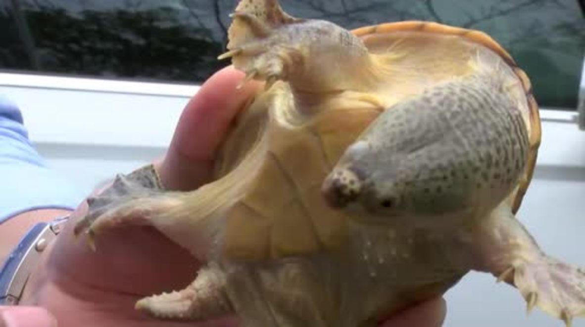 China: Meet 'Turtle God', Shanghai's No.1 turtle guru who lives with 200 of the snappy chappies