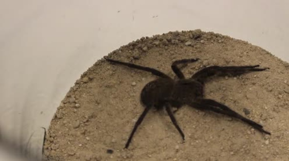 Brazil: Don't die hard! This spider's venom can cure erectile dysfunction