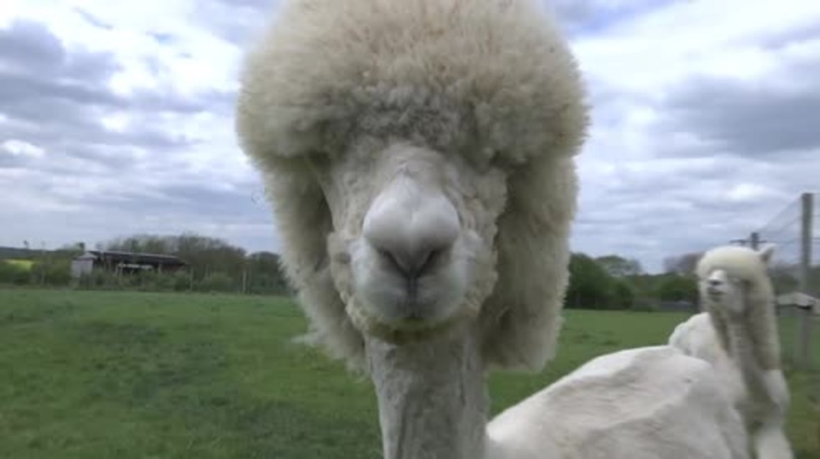 UK: SHEAR the fun! Alpacas get styled as dinosaurs, lions and poodles for summer