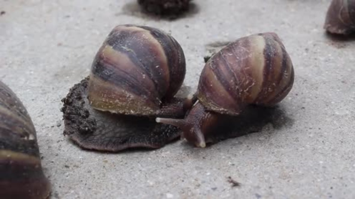 Peru: Pest control take drastic action as infestation of giant SNAILS raises health concerns