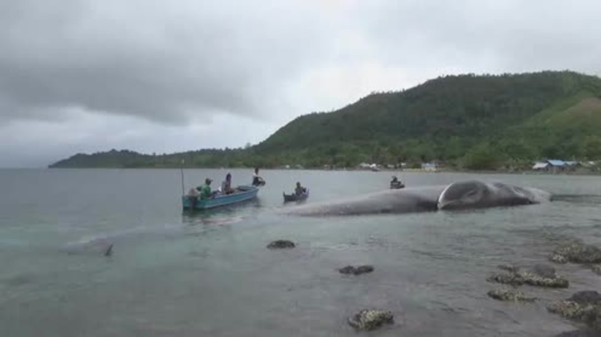 Indonesia: Huge whale carcass washes up on Seram Island