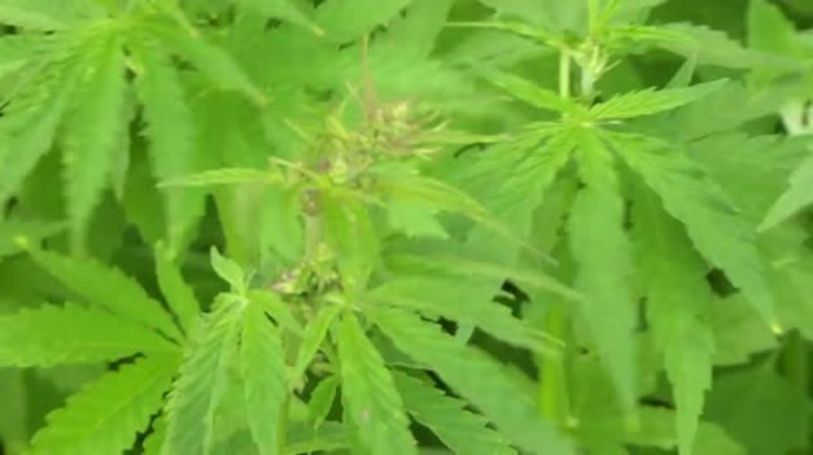 High Mary! Cannabis field found near nunnery