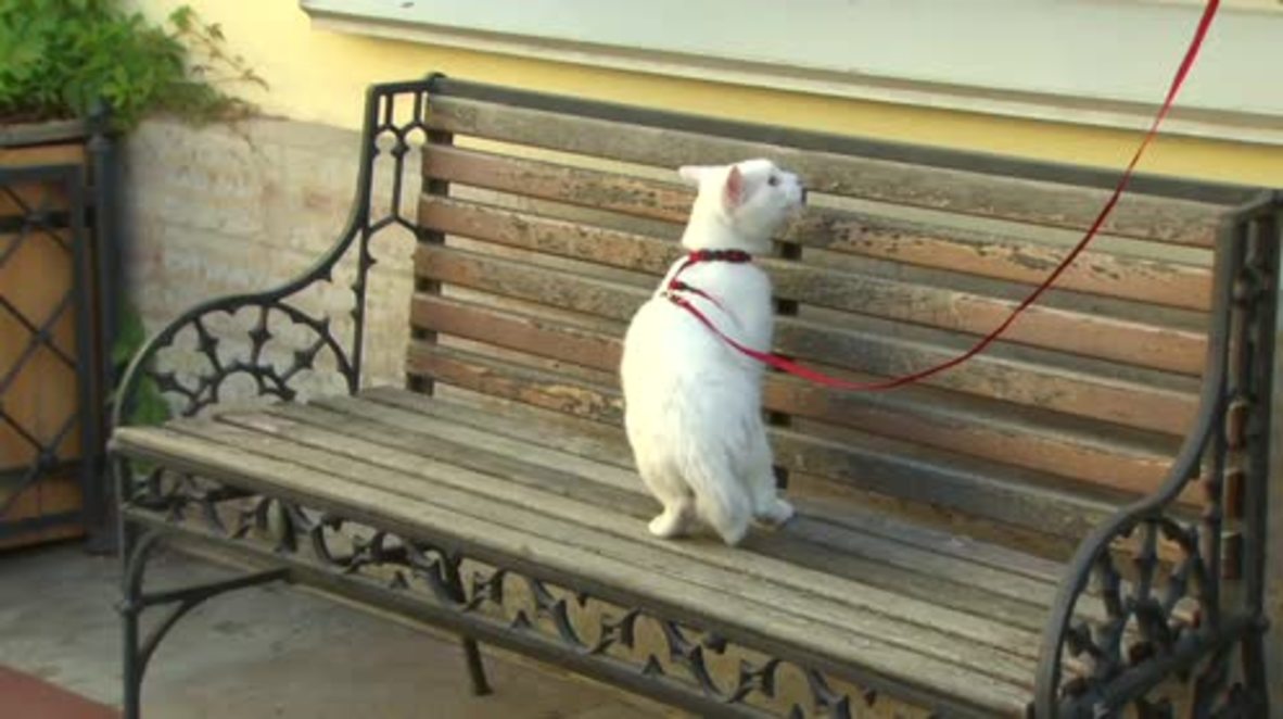 Mystic mog! Achilles the CAT predicts a Russian victory in Confederations Cup opener
