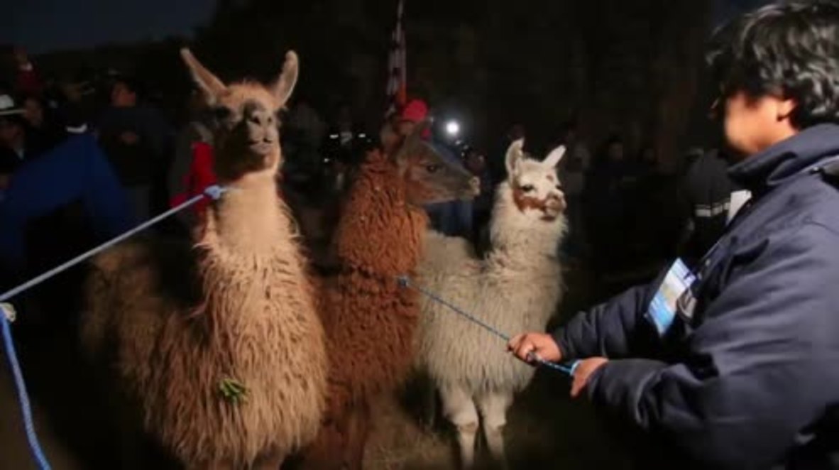 Llamas sacrificed to celebrate Andean New Year *GRAPHIC*