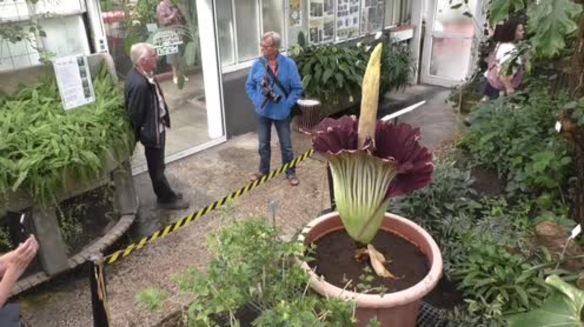 Germany: ‘Big, gigantic, it’s really enormous’ –world’s smelliest corpse flower blooms in Berlin